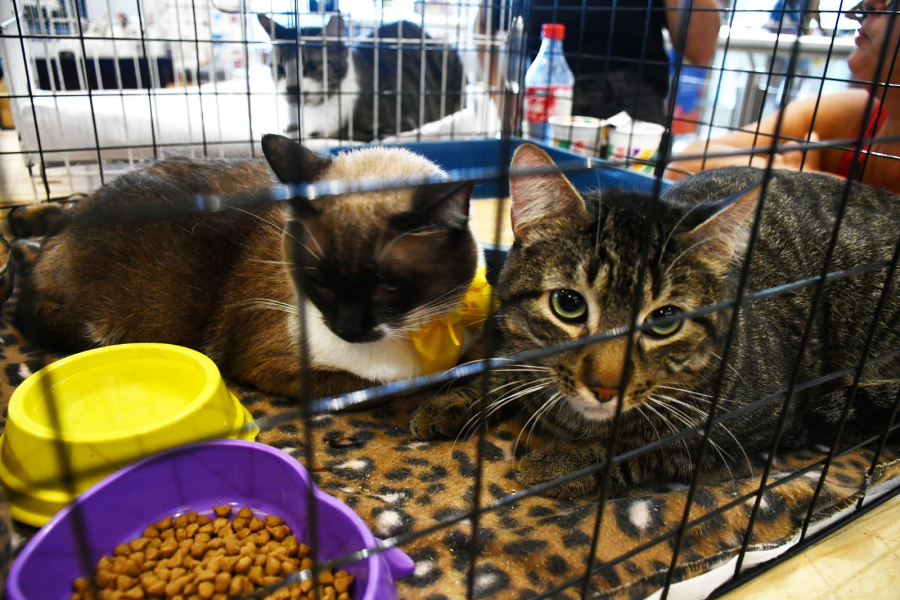 Campanha de adoção de animais acontece neste domingo no Shopping Nova Iguaçu