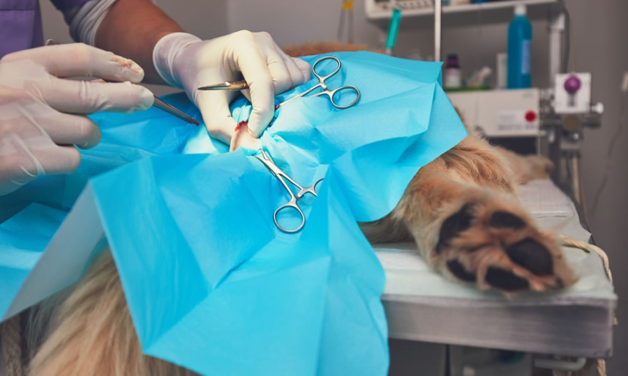 Guapimirim promove mutirão gratuito de castração de cães e gatos